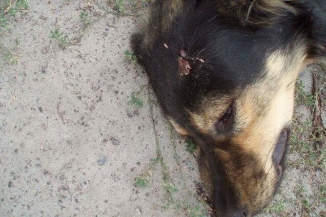 В Киеве неизвестные жестоко убили собак: полиция завела дело