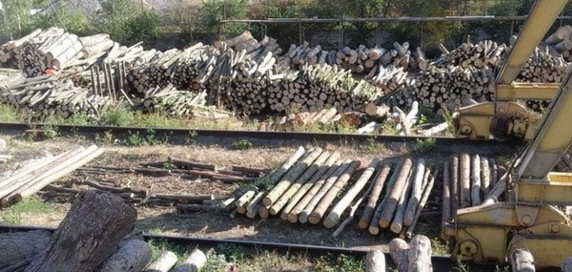 СБУ раскрыла очередную схему кражи леса на 1 млн грн