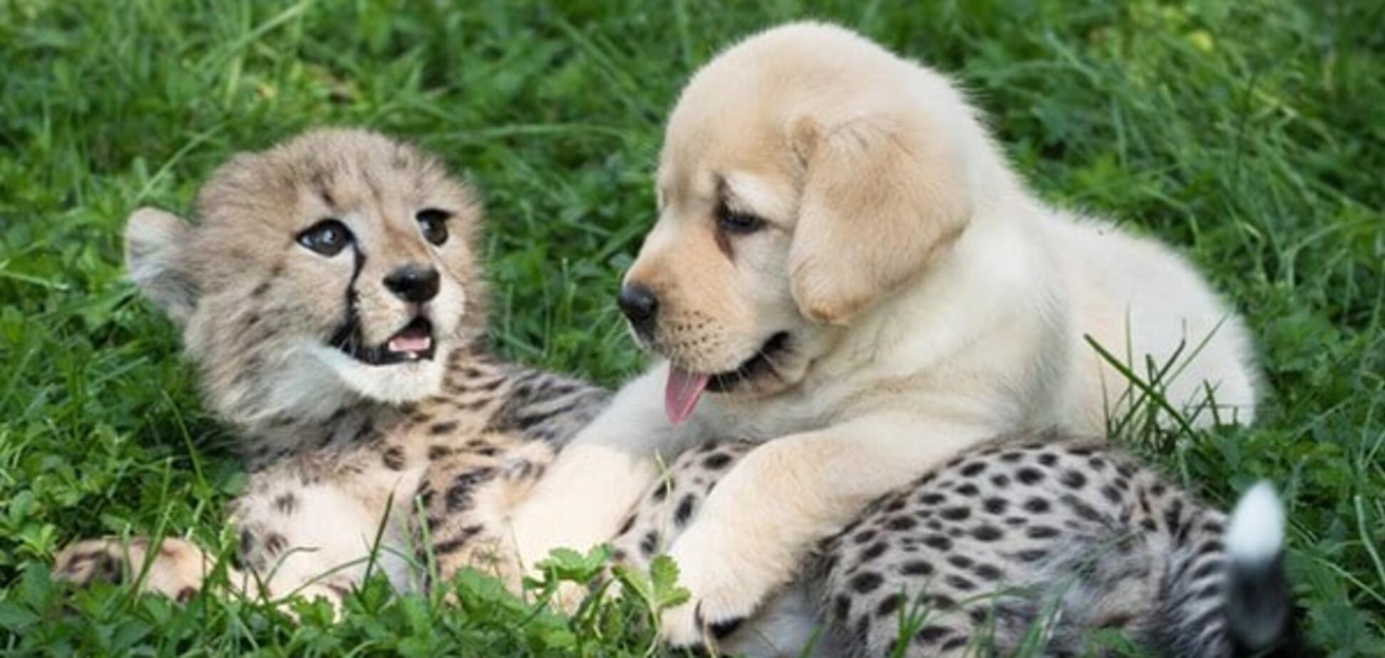 Одинокий детеныш гепарда подружился со щенком: трогательные фото