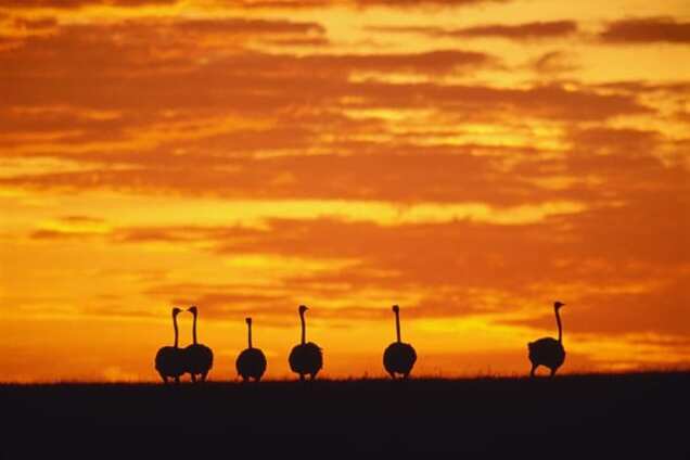 Премия 'Страуса': Альфонс Зеленский, Путин и путаны, девочка-Брежнев