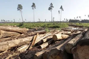 Гослесагентство ошеломило убытками от незаконной вырубки леса
