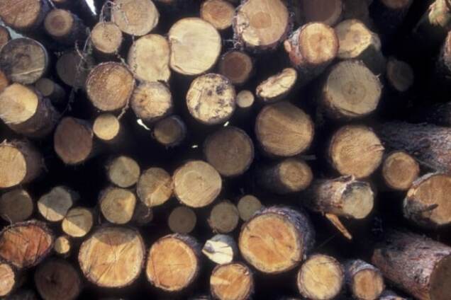Незаконная вырубка леса в Украине: преступление без наказания