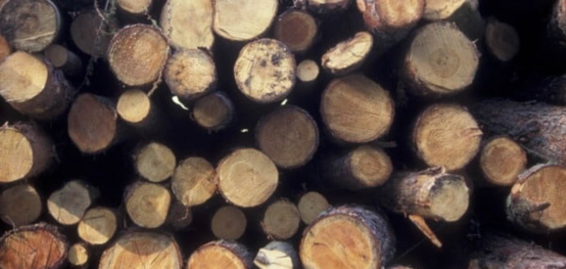 Незаконная вырубка леса в Украине: преступление без наказания