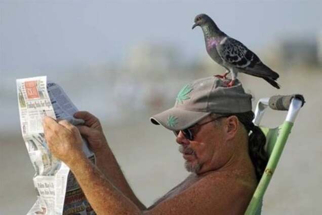 Впервые доказано: голуби способны читать