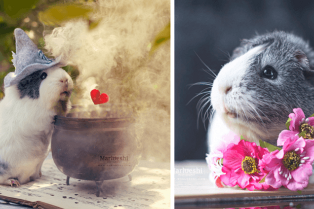 Невероятно фотогеничная морская свинка по кличке Мипс очаровала сеть: умилительные фото