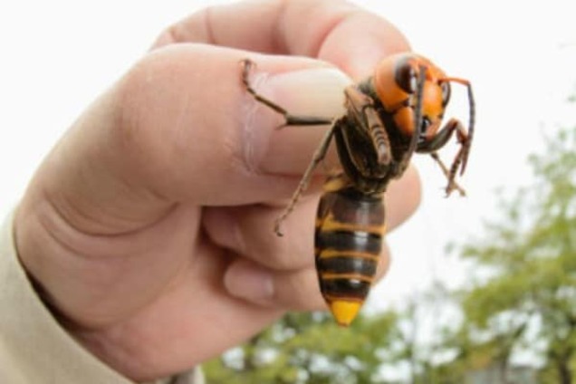 Это были неправильные пчелы: на Львовщине мужчина умер после нападения шершней-убийц