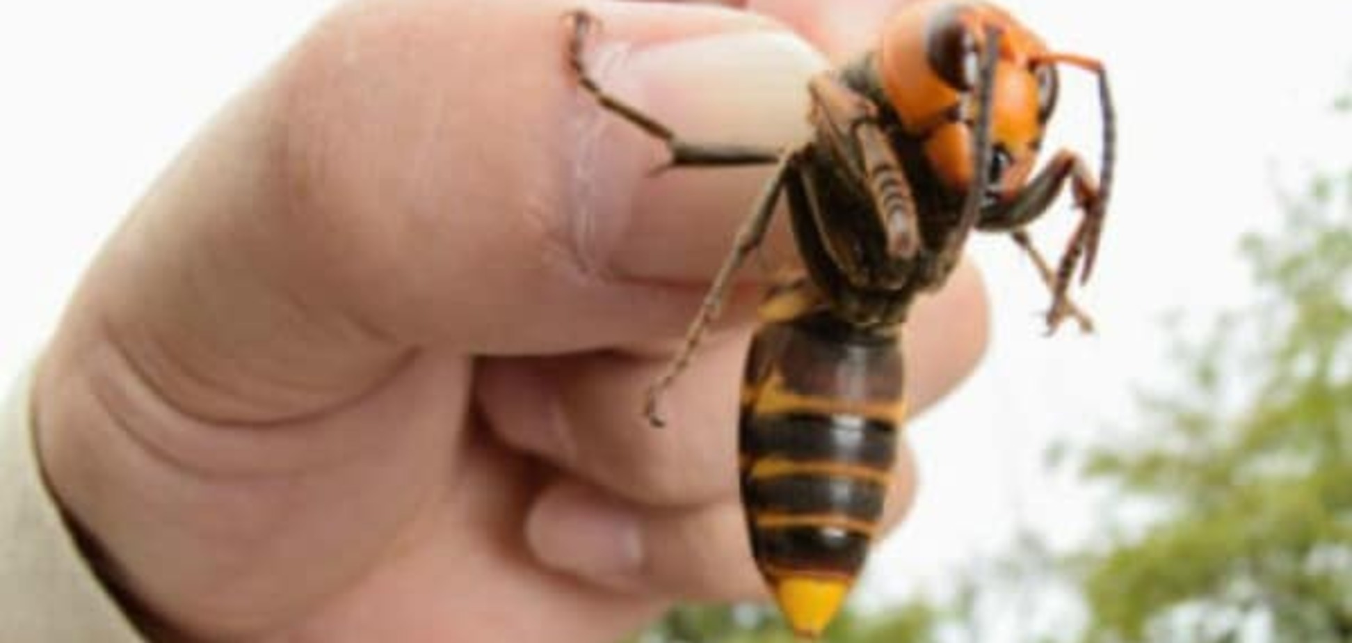 Это были неправильные пчелы: на Львовщине мужчина умер после нападения шершней-убийц