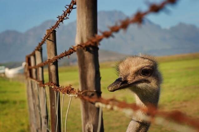 Премия Страуса