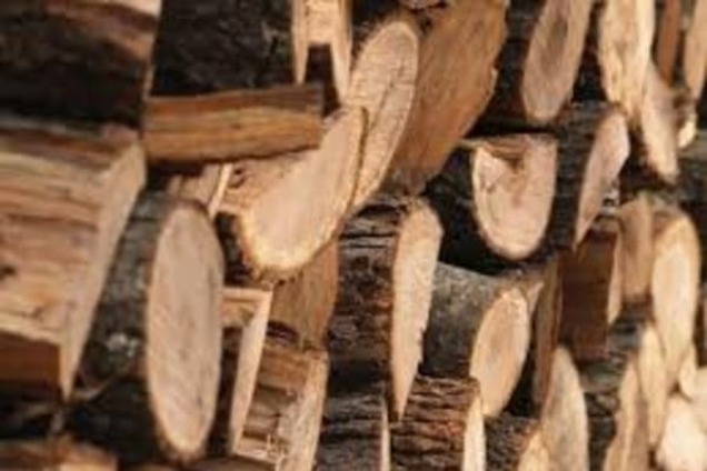 Мораторий на экспорт леса сработал: в Раде показали впечатляющий эффект для бизнеса