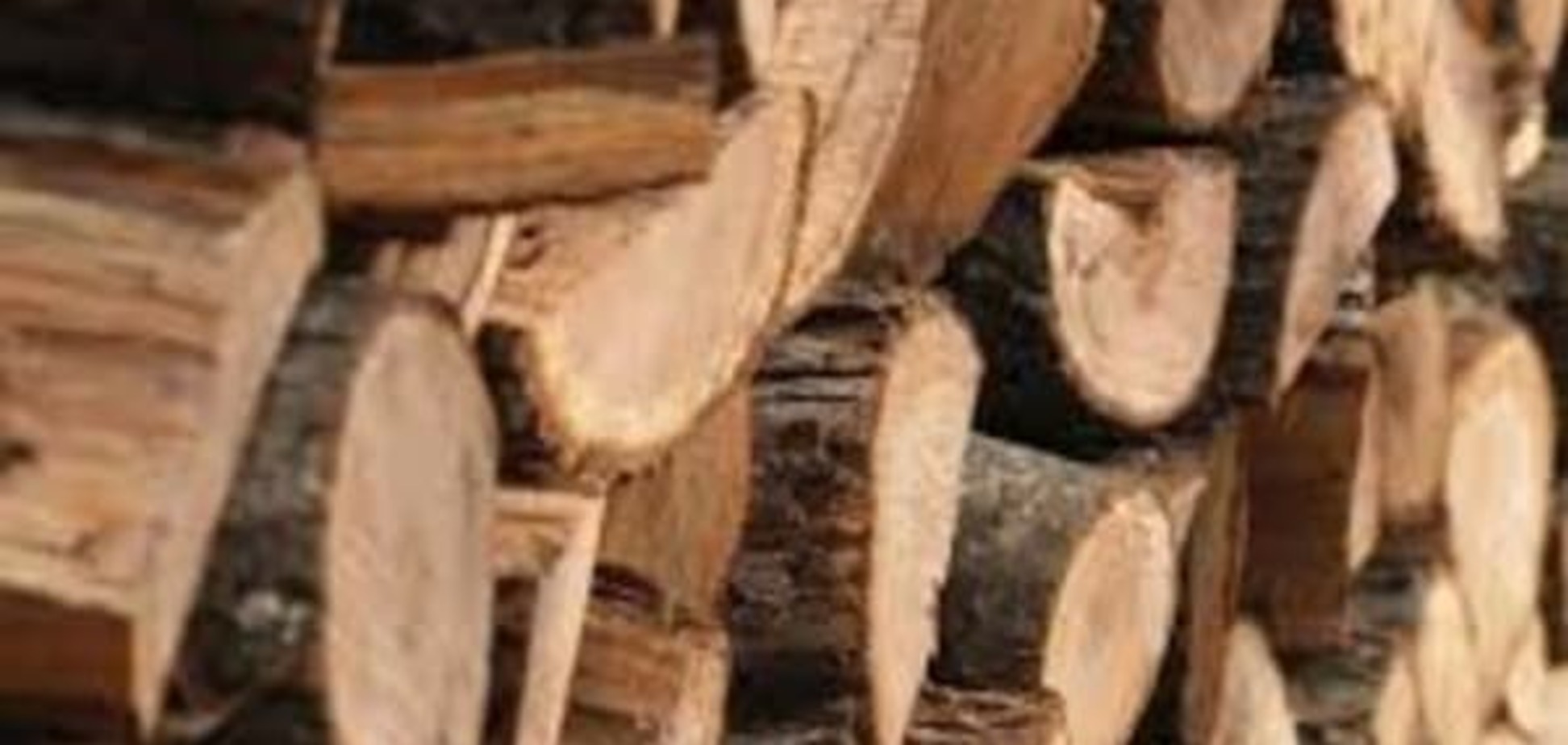Мораторий на экспорт леса сработал: в Раде показали впечатляющий эффект для бизнеса