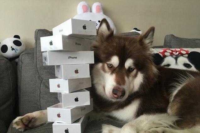 Причуды богачей: сын китайского миллиардера купил своей собаке восемь iPhone 7