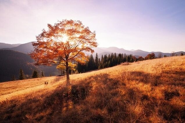 Осінь в Карпатах: 5 варіантів відпочинку у гірському царстві - опубліковано фото