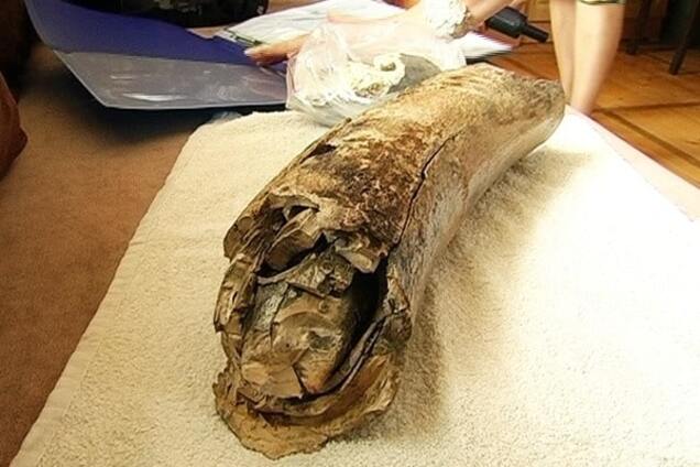 Доисторическая находка: на Прикарпатье откопали бивень мамонта - фотофакт