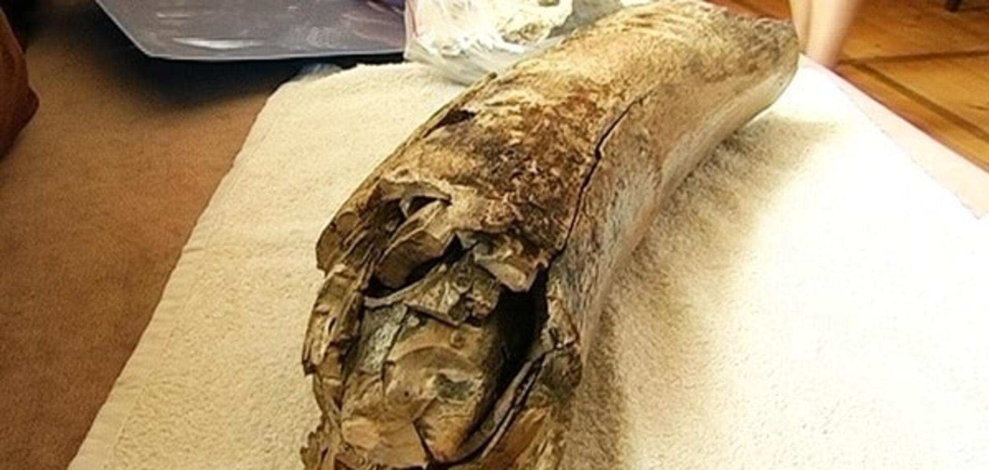 Доисторическая находка: на Прикарпатье откопали бивень мамонта - фотофакт