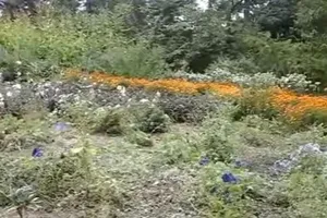Площадь сада - один гектар