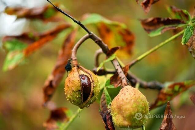 Будет, но позже: Кульбида рассказал о 'бабьем лете' и дал прогноз на зиму