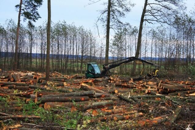 Житомирские таможенники помешали незаконному вывозу леса на 1 млн грн