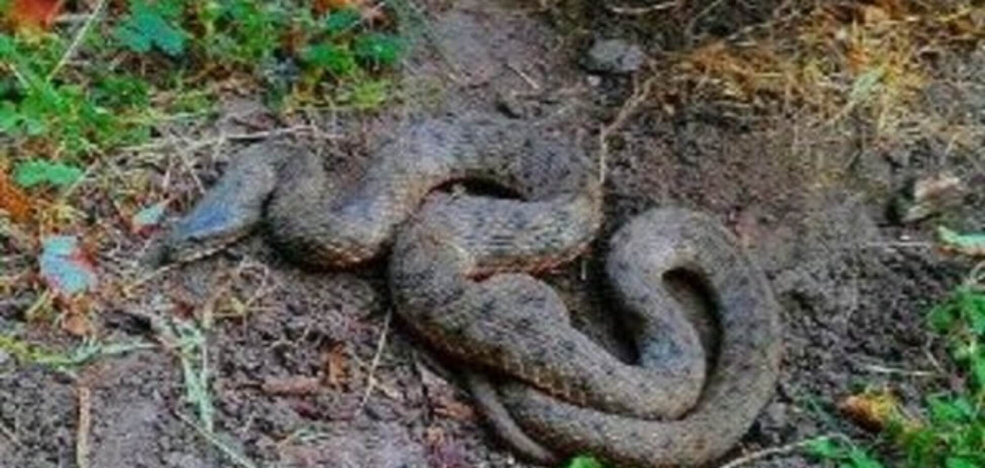 В Киеве возле школы нашли огромную змею: опубликовано фото