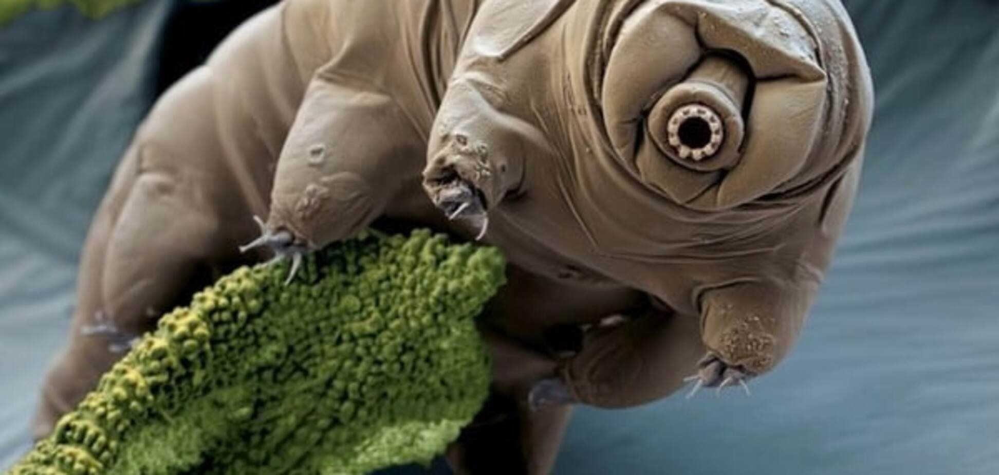 Выдерживает радиацию: разгадан секрет 'бессмертия' самого живучего организма на Земле