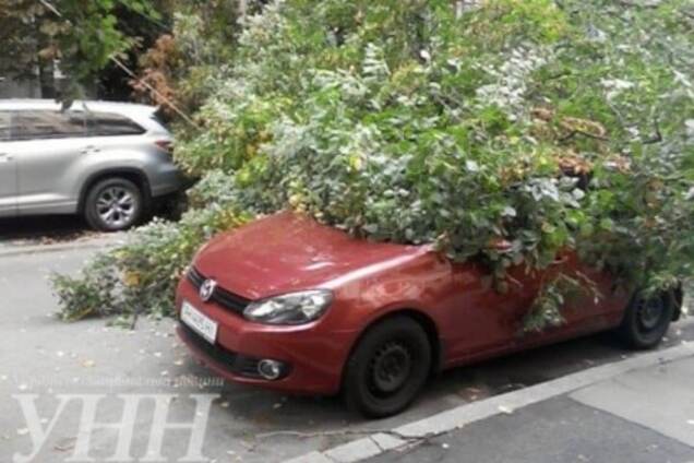 В центре Киева огромное дерево упало на автомобили