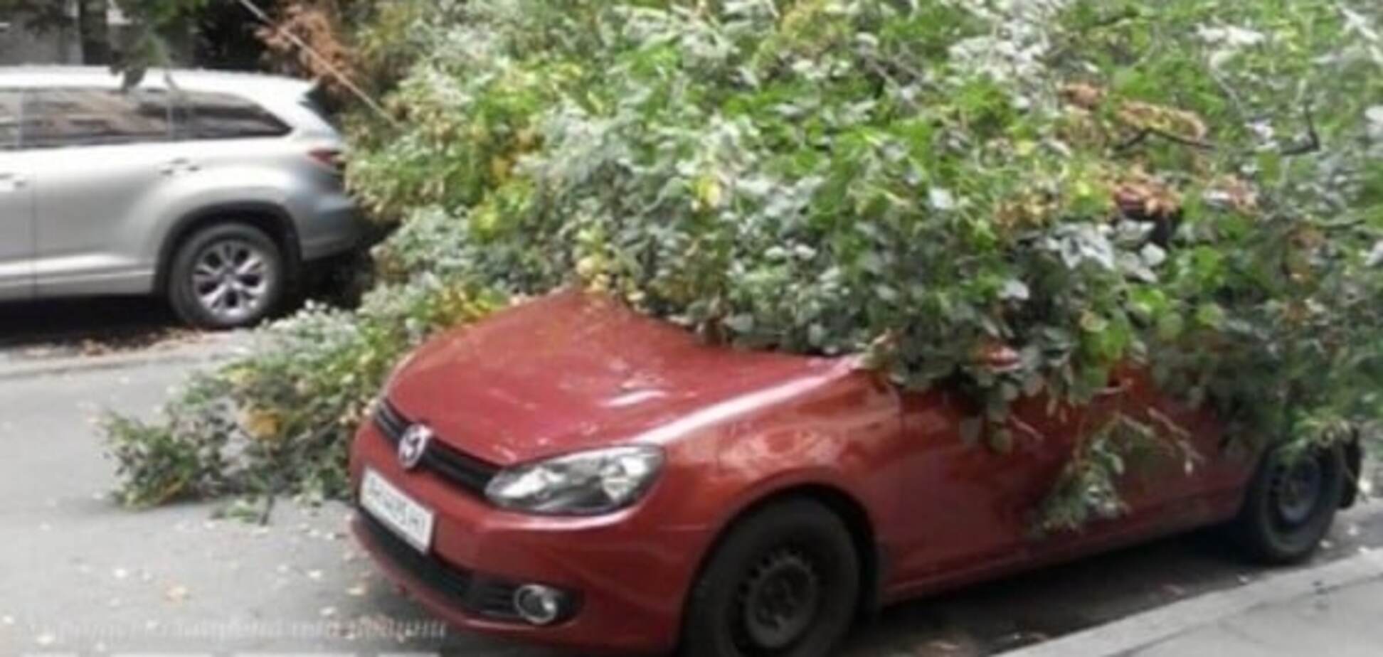 В центре Киева огромное дерево упало на автомобили