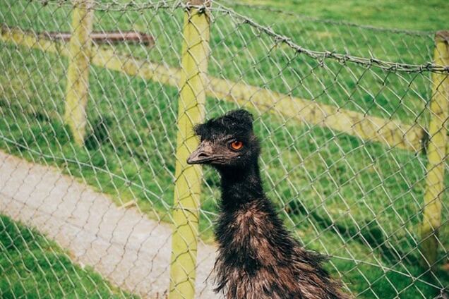 Премия 'Страуса': КПД Парасюка, Путин и рабочий, Шкиряк и окурок