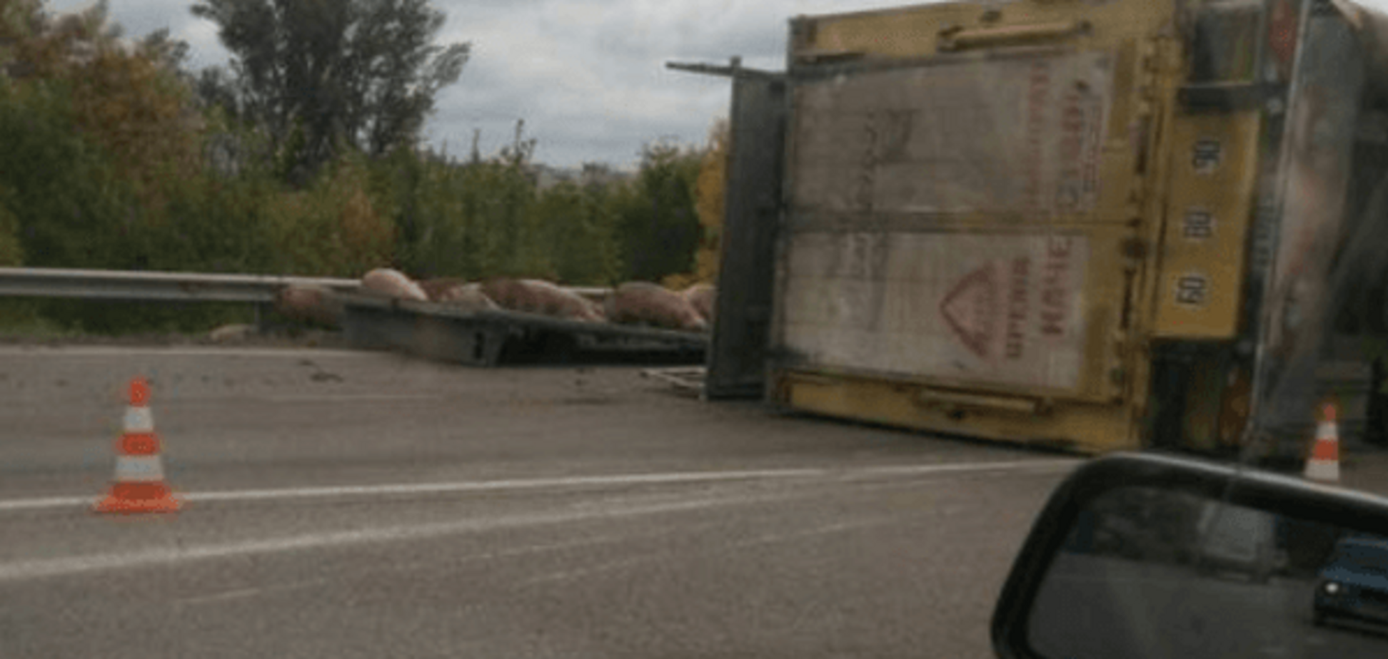 Необычное ДТП в Харькове: свиньи перекрыли проезд. Опубликованы фото