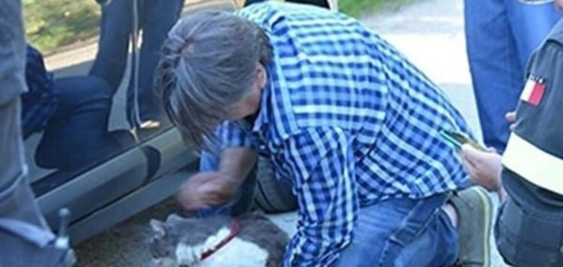 Кота нашли спустя месяц после землетрясения