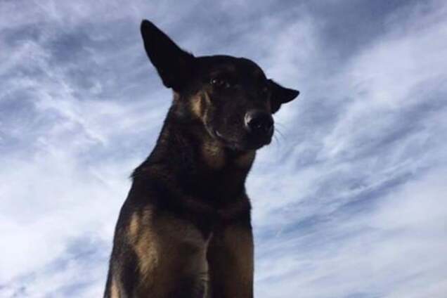 Пес Маси Найема