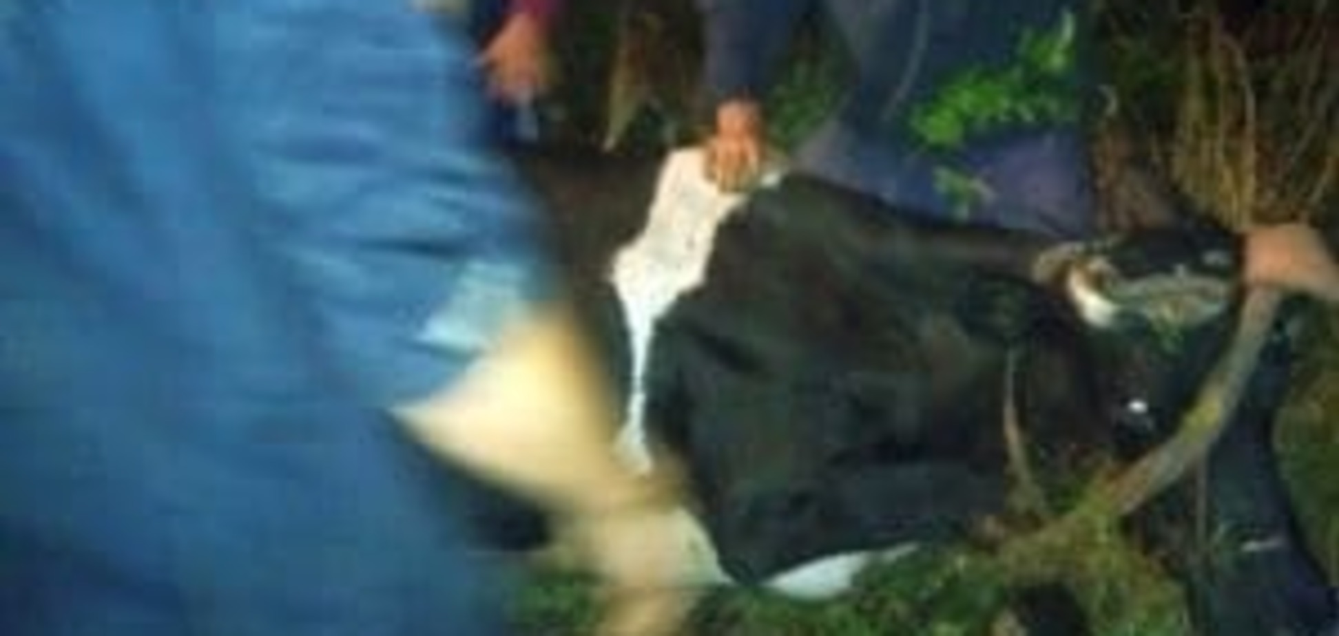Унікальна операція: на Тернопільщині рятівники витягли з колодязя корову - фото