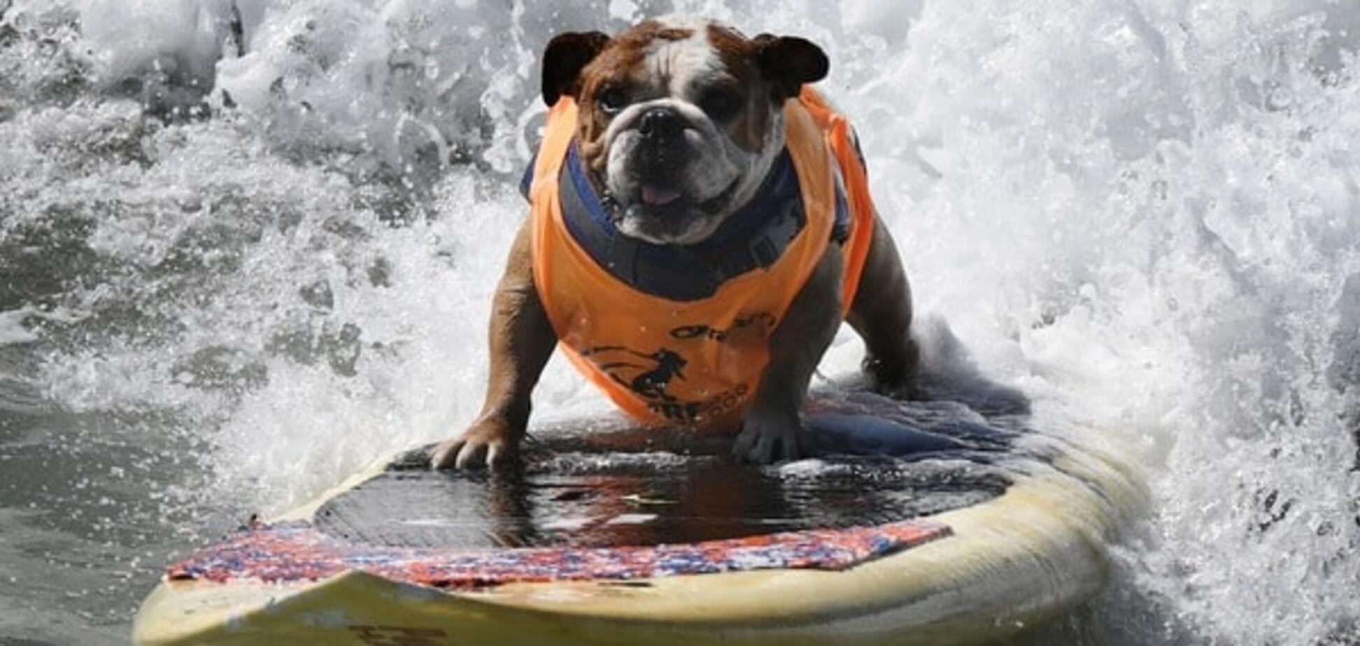 Соревнования по собачьему серфингу