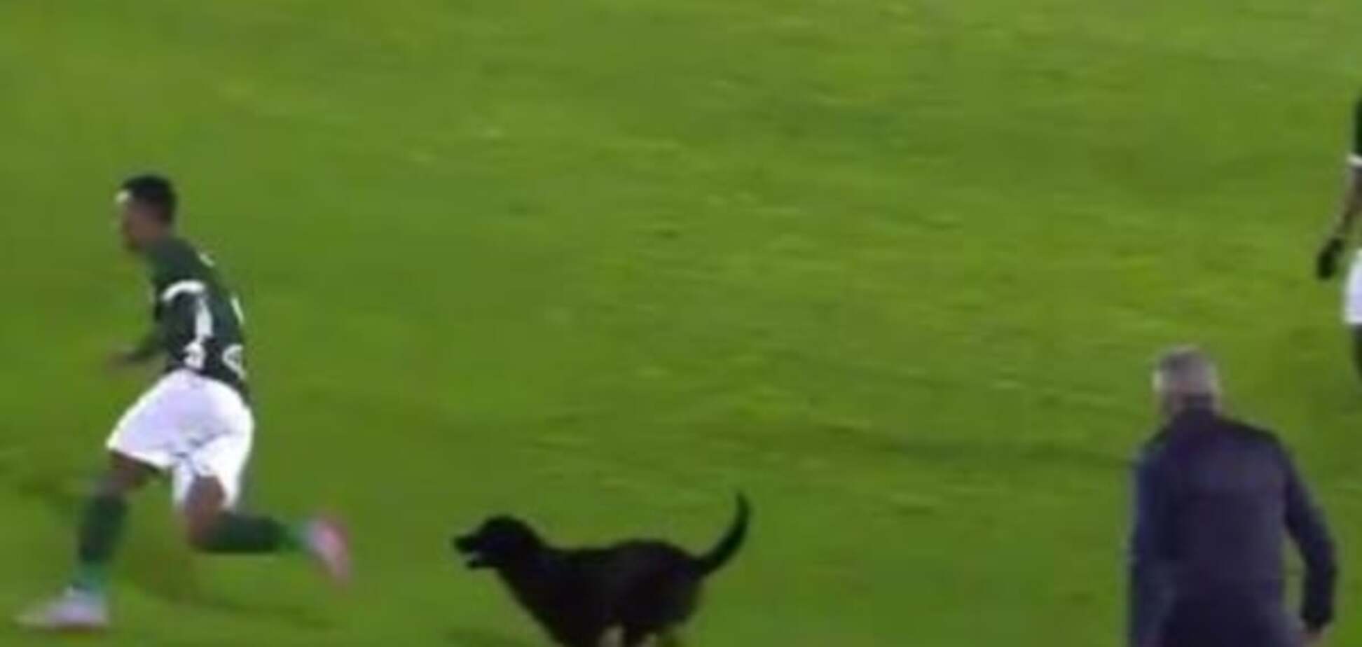 Собака на футболі