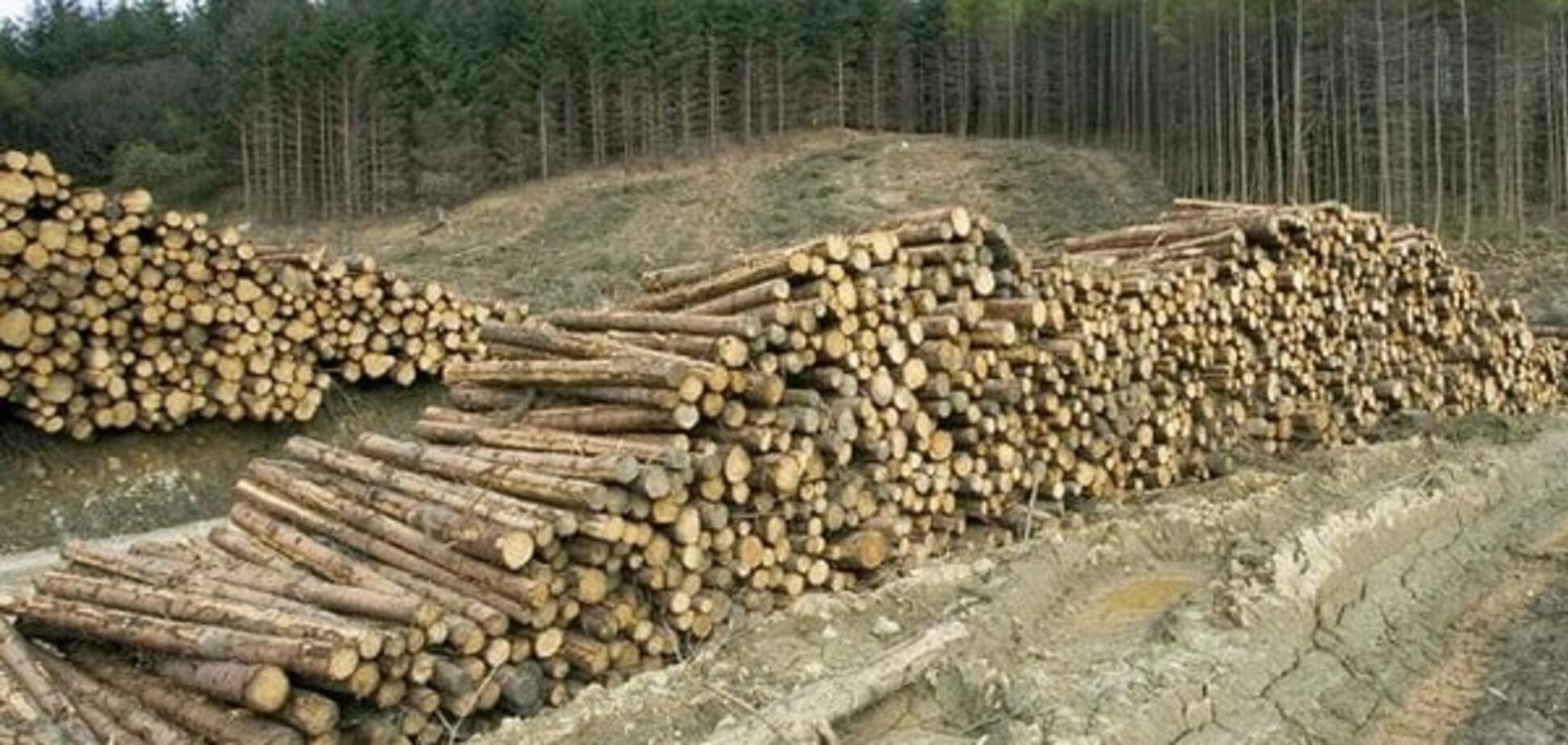 Вирубка лісу