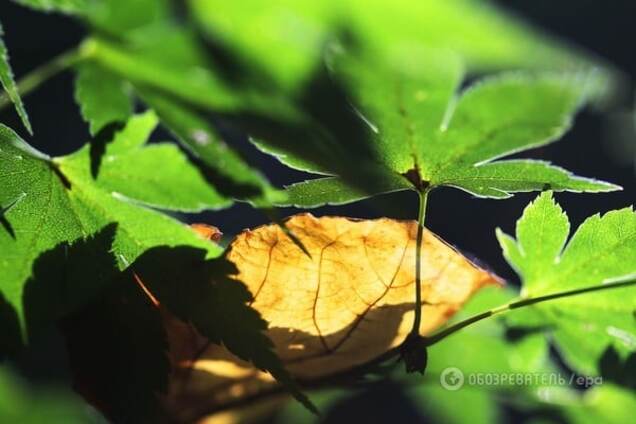 Прощай, лето: синоптики объяснили, какая погода ждет украинцев в сентябре