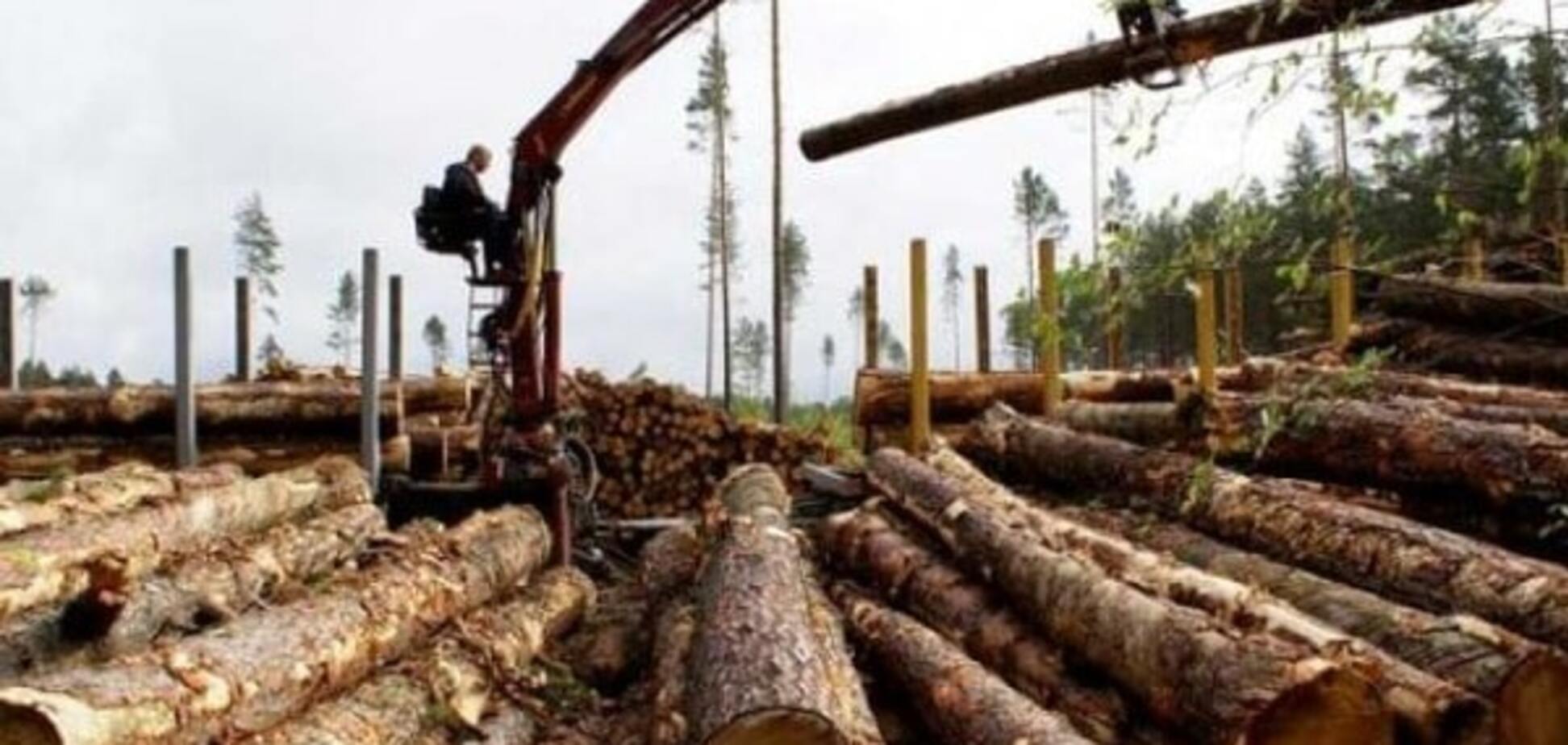 Галасюк: мораторий на экспорт леса-кругляка выгоден Украине