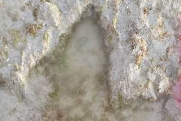 В Австралии обнаружены следы гигантских динозавров: опубликовано видео