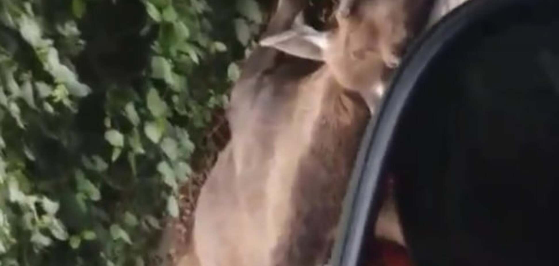 ДТП под Киевом: на дорогу из леса выскочил лось