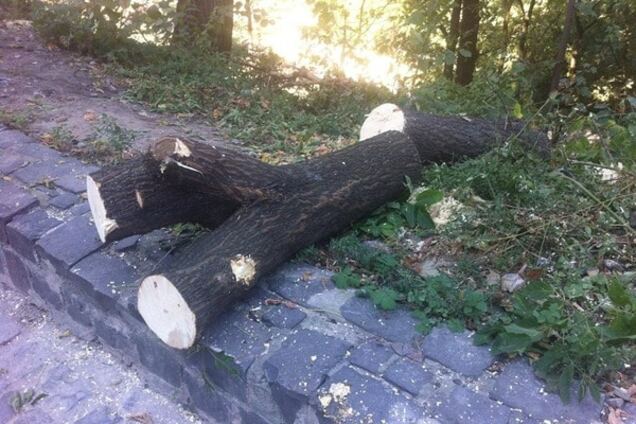 В Киеве возле Пейзажки вырубили более 150 деревьев: опубликованы фото