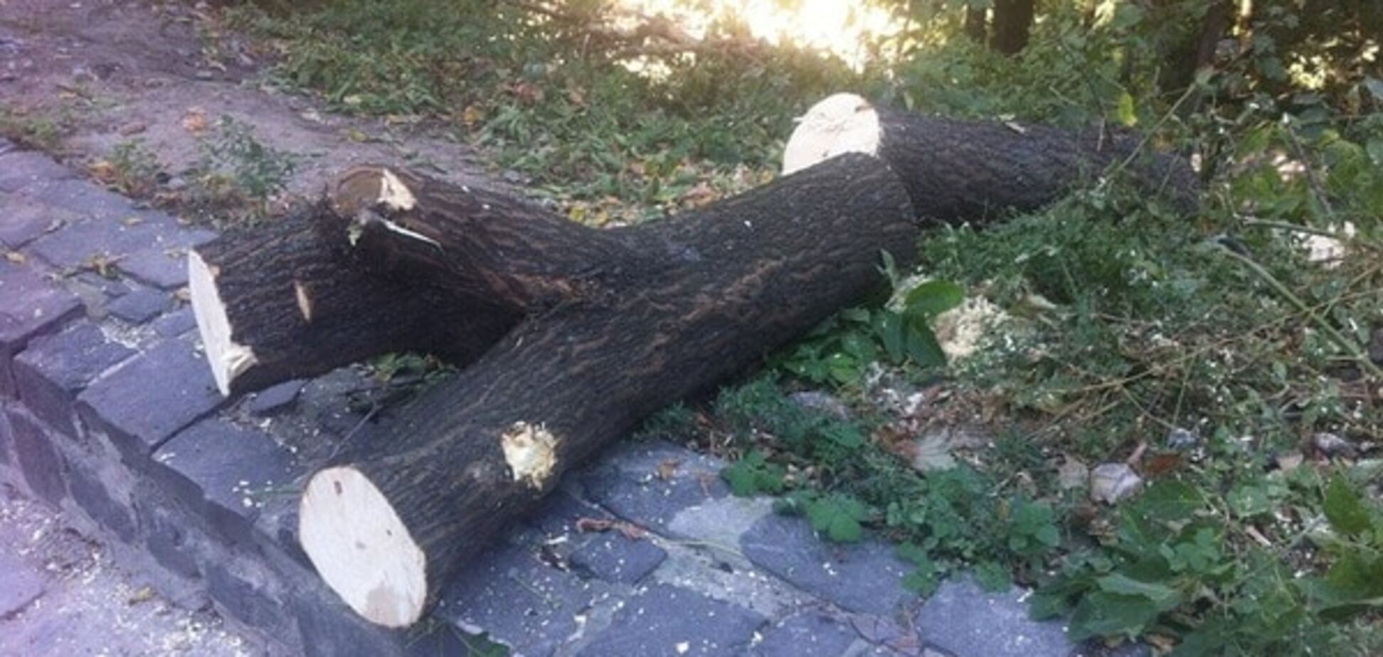 У Києві біля Пейзажки вирубали понад 150 дерев