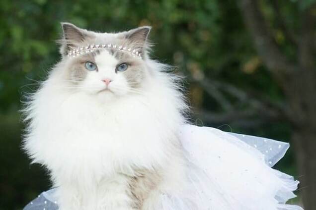 Принцесса Аврора: кошка с роскошным гардеробом покорила сеть