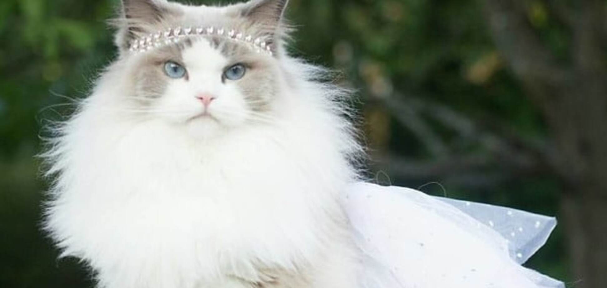 Принцеса Аврора: кішка з розкішним гардеробом підкорила мережу