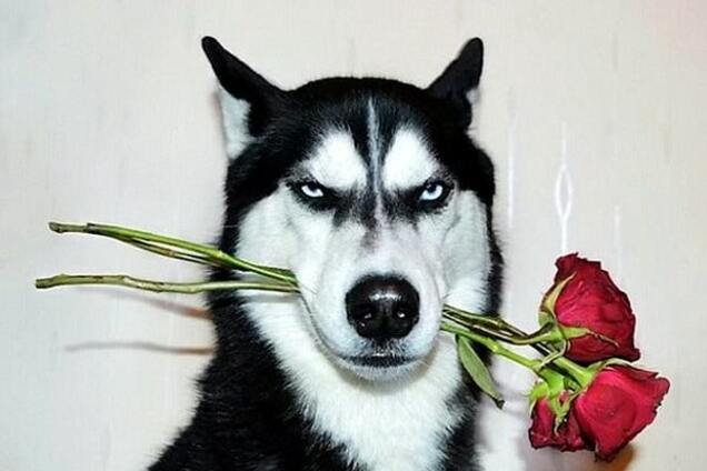 Угрюмый хаски заработал своей хозяйке целое состояние: фото мрачного пса