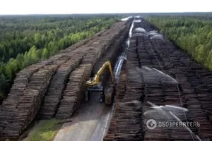 В Украине ужесточат наказания за незаконную вырубку леса — Юшкевич