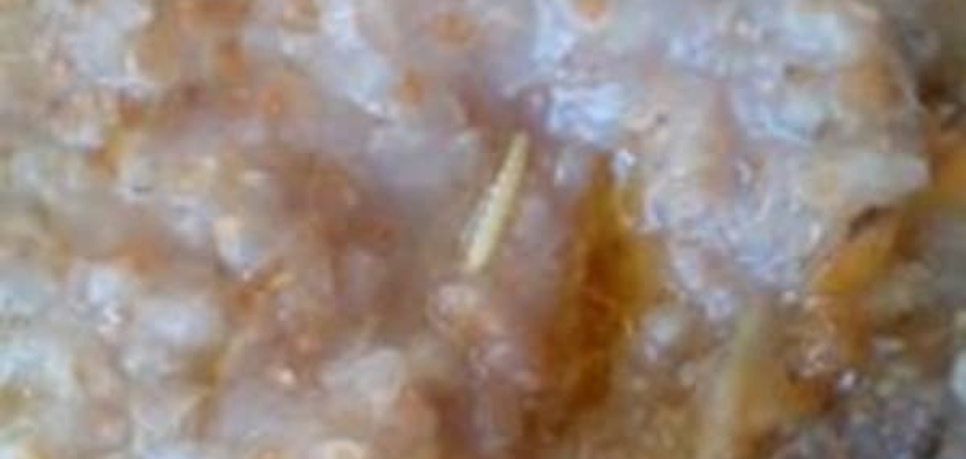 'Как вам этот червяк?': в сети показали 'воскресный обед' солдат в 'Десне'. Фотофакт