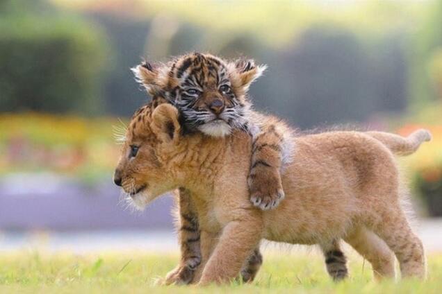 В японском зоопарке львенок и тигренок стали лучшими друзьями: удивительные фото