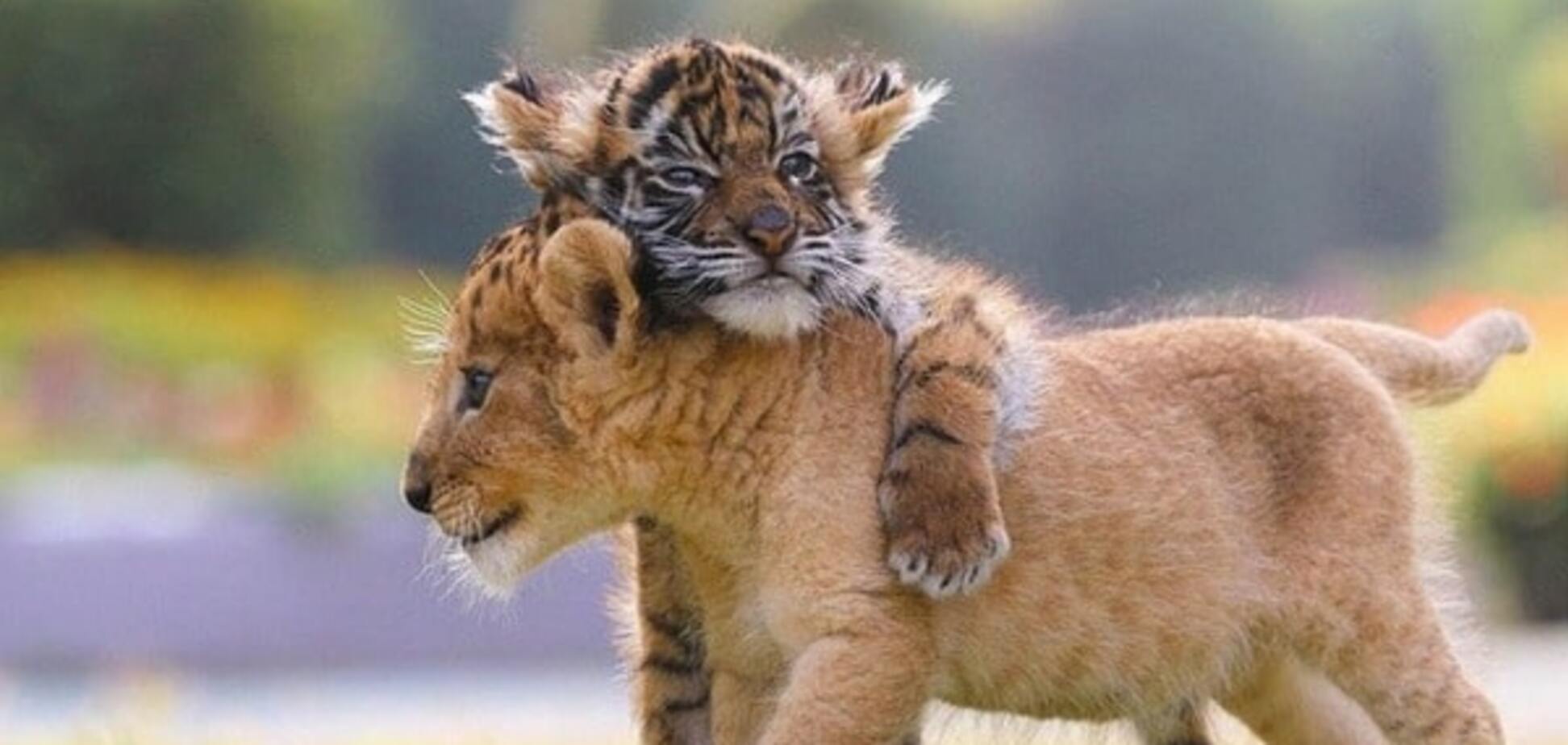 В японском зоопарке львенок и тигренок стали лучшими друзьями: удивительные фото