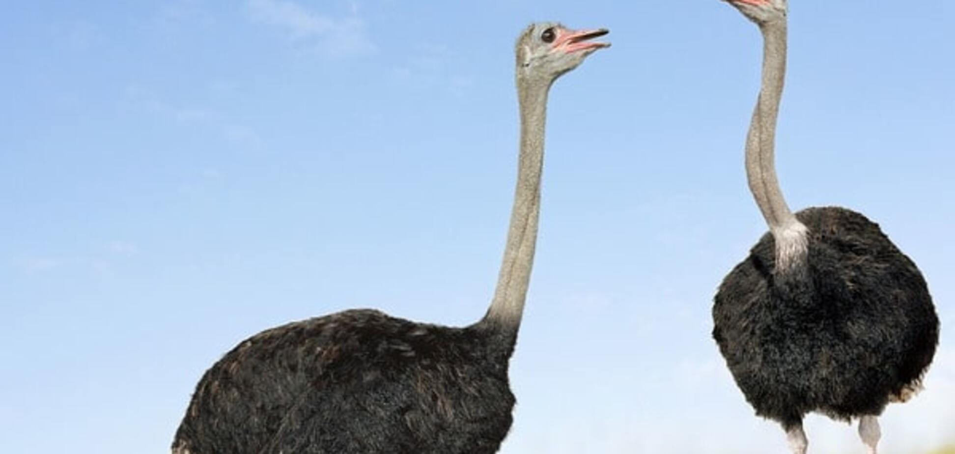 Премия 'Страуса': Сережа-молодец, Азиявидение для России и конец корейского сарказма