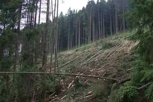 В Украине запретят сплошную санитарную вырубку леса