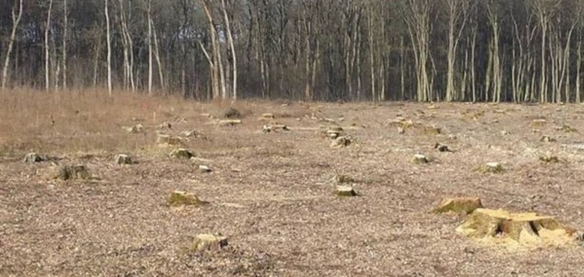 СБУ розкрила цинічну схему зі знищення лісів в Україні