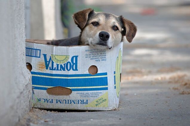 'Другой мир': сети растрогал снимок помощи бездомным животным в Стамбуле